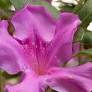 AZALEA Encore 'Royalty' (PBR) 17cm - Purple (Intermediate)