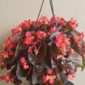 Hanging Baskets