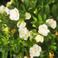 CALIBRACHOA Minifamous 'Dbl White'?(PBR) 17cm