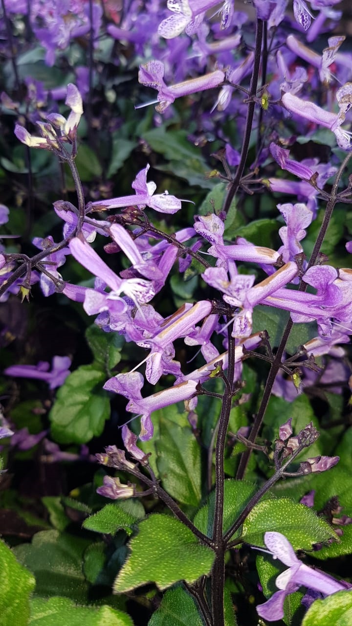 PLECTRANTHUS 'Mona Lavender' (PBR) 25cm - Colorweis