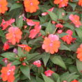 SUNPATIENS Compact 'Electric Orange' (PBR) 25cm