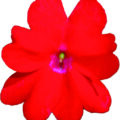 SUNPATIENS Compact 'Red' (PBR) 17cm