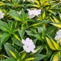 SUNPATIENS Vigorous 'Varigated White' (PBR) 17cm