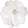 SUNPATIENS Compact 'White' (PBR) 17cm