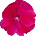 SUNPATIENS Compact 'Magenta' (PBR) 17cm