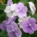 BRUNFELSIA pauci 'Floribunda' 5l std